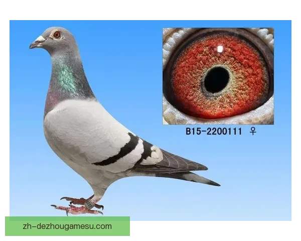 中基多天主教大学与埃梅勒克战成平局 双方1比1握手言和